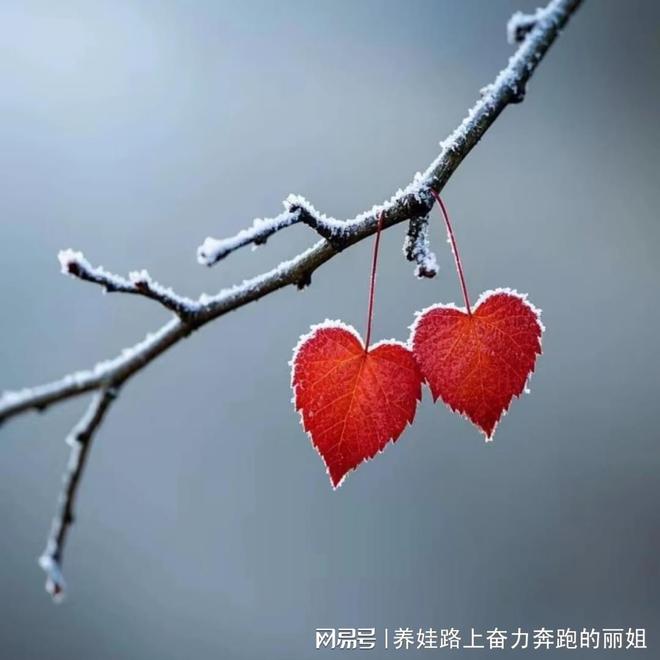 女王智慧月嫂诠释专业与爱的完美融合(图2)