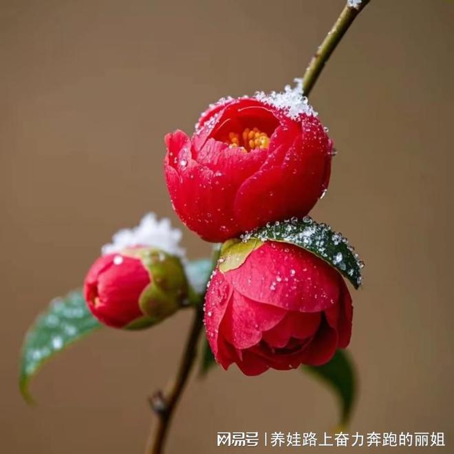 女王智慧月嫂诠释专业与爱的完美融合(图3)