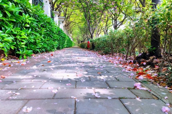 上海江湾城路已铺上樱花“地毯” 限时打卡开启(图1)