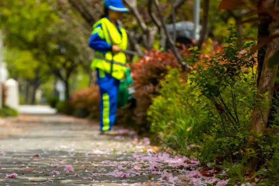 上海江湾城路已铺上樱花“地毯” 限时打卡开启(图3)